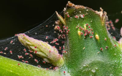 Schädlingsalarm im Winter: Warum Zimmerpflanzen jetzt besonders gefährdet sind