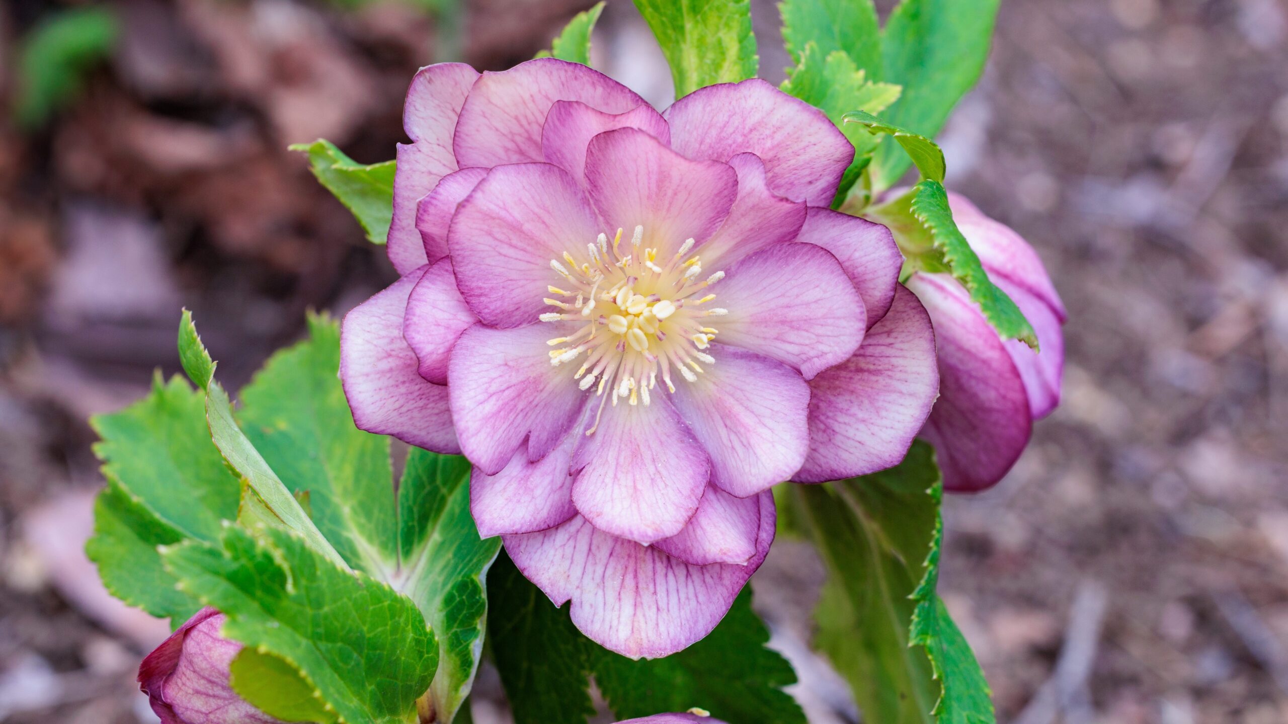 Christrose – die Königin des Winters