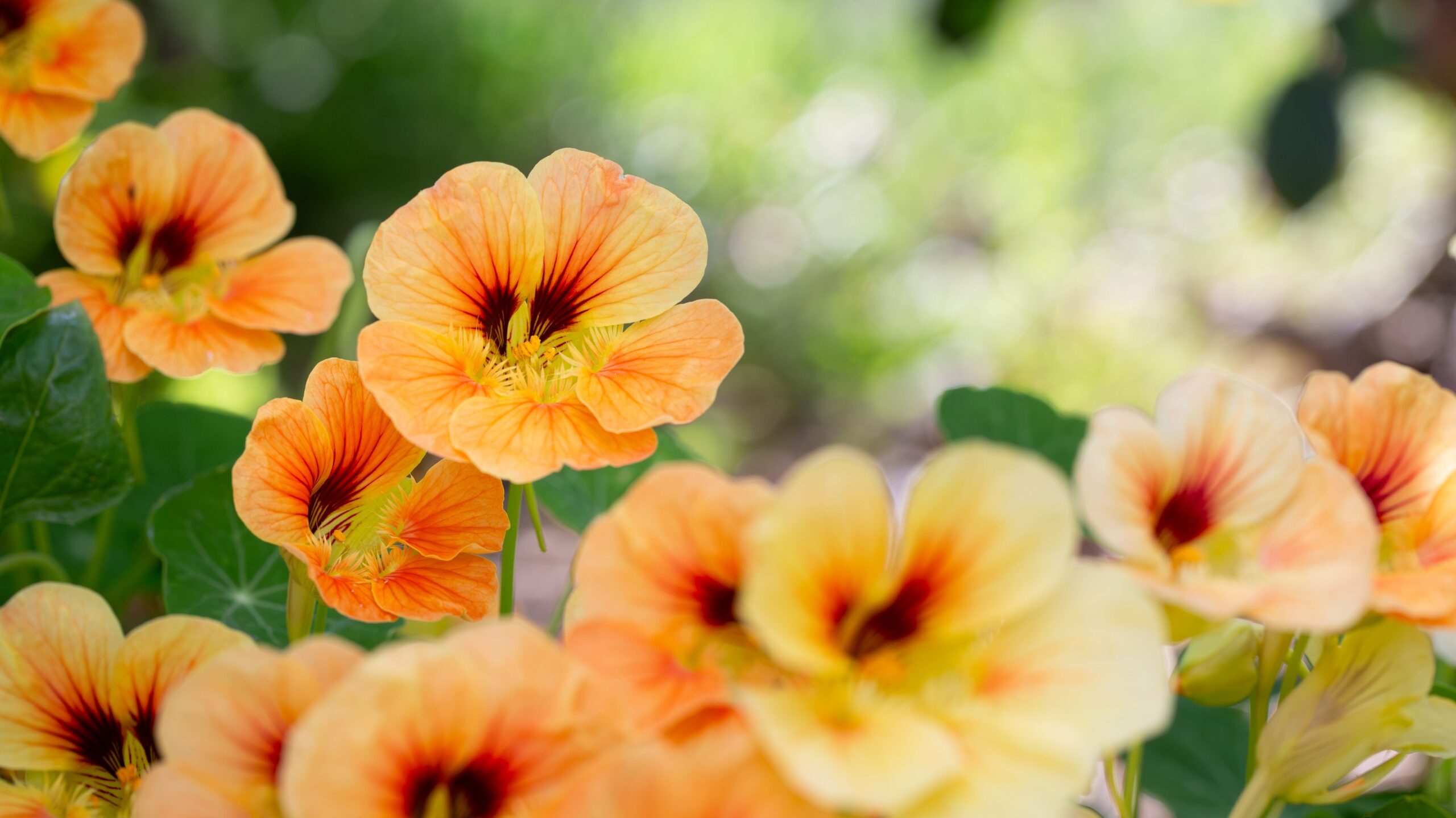 Kapuzinerkresse Pflanzen gegen Mücken 