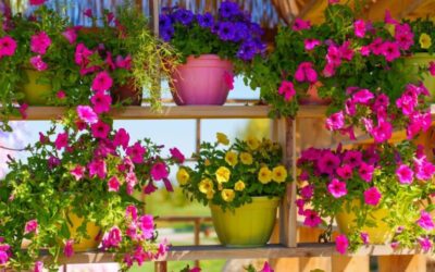 Blumenkästen bepflanzen: Ideen für deinen Balkon