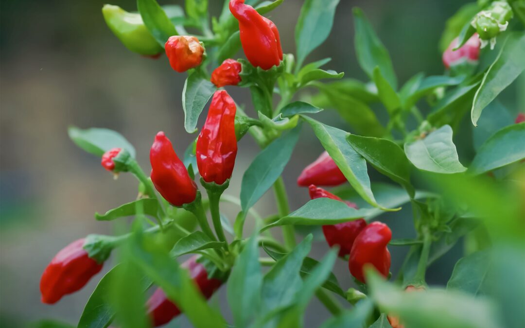 Gartenstart im Februar: 14 Gemüsesorten für eine erfolgreiche Aussaat