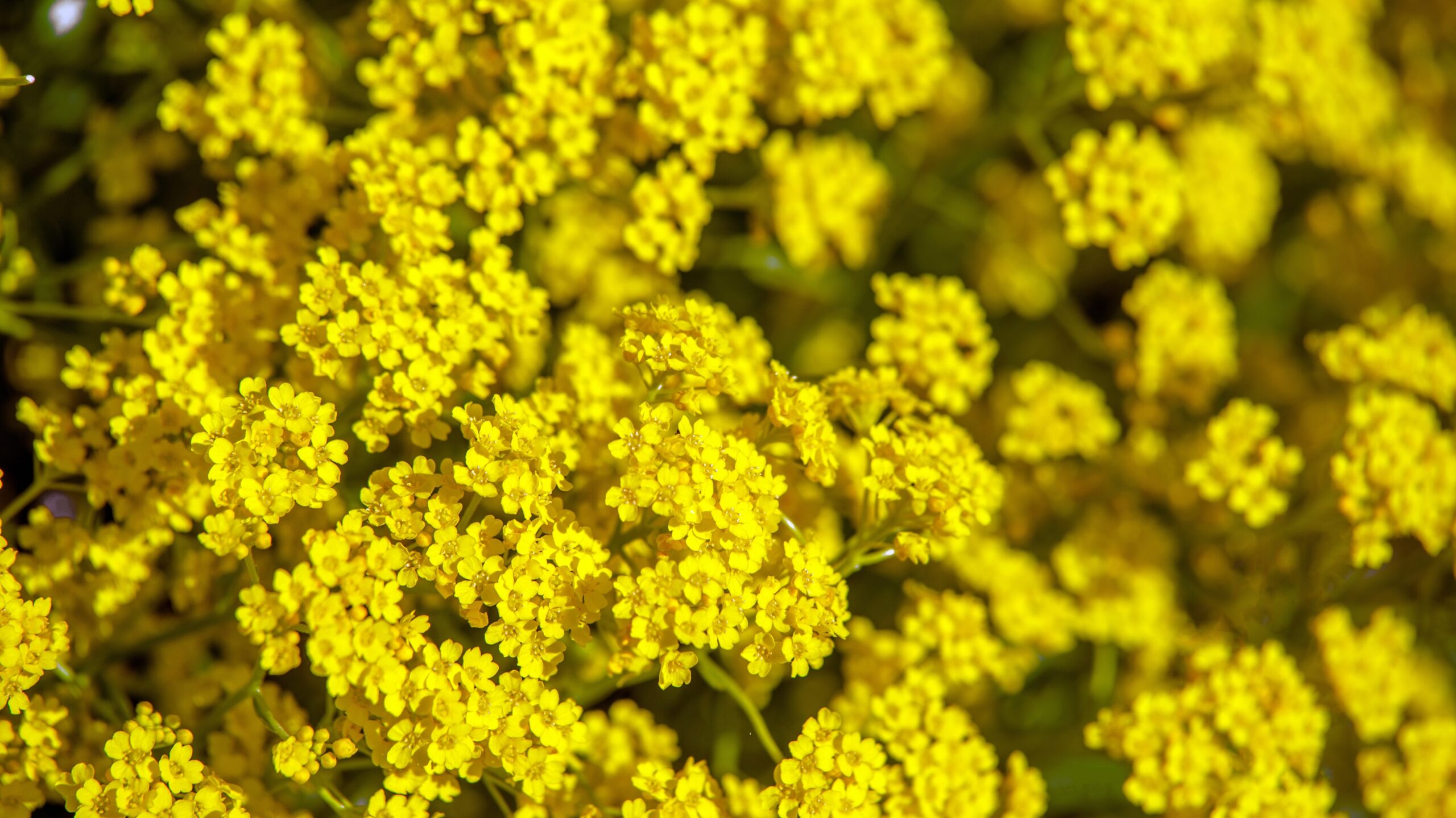 Felsen-Steinkraut bienenfreundliche Balkonplanzen