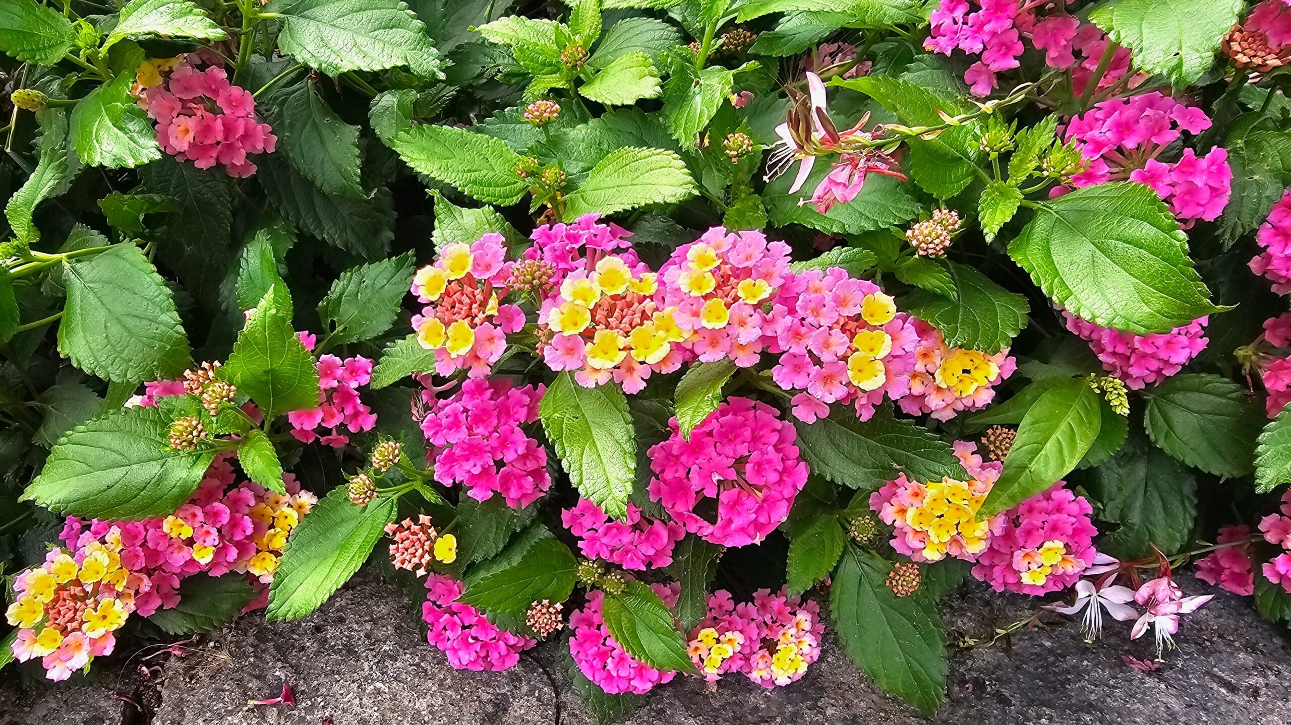 Beliebtes Wandelröschen als Sommer-Balkonpflanze.