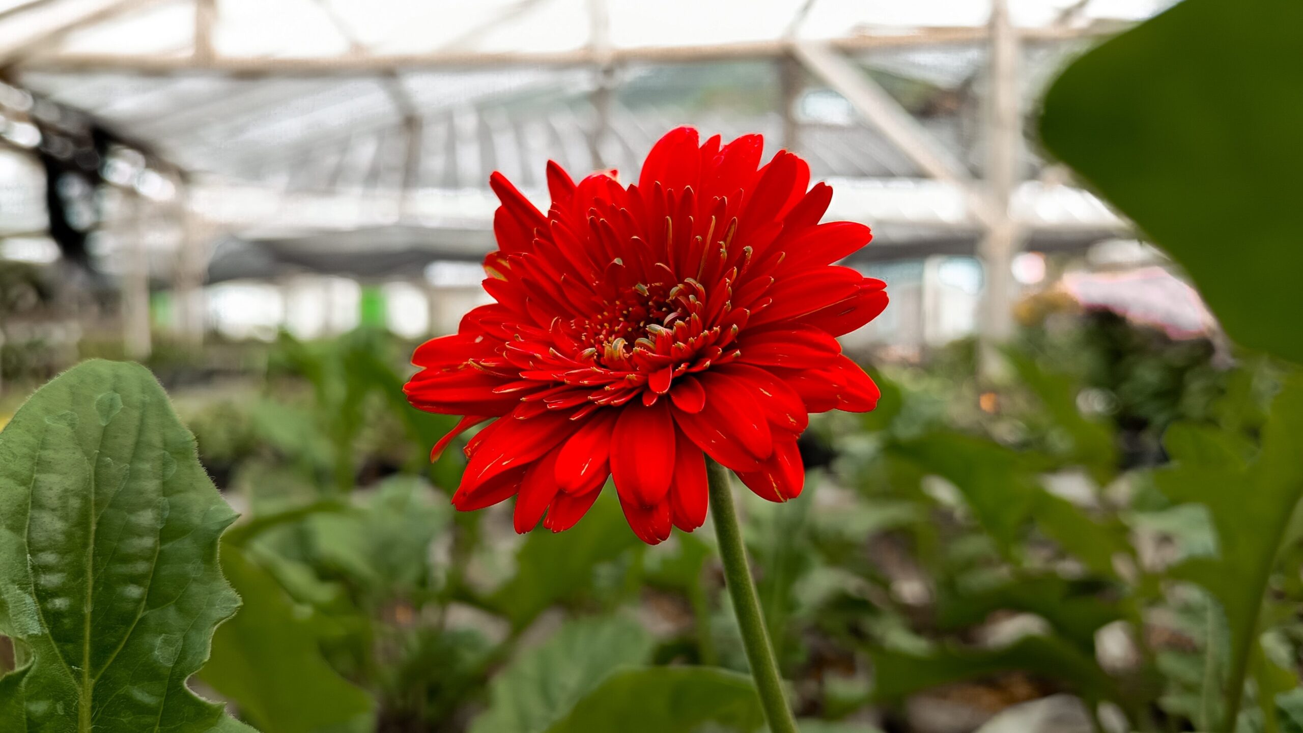 Sunny Sisters – Farbige Gerbera