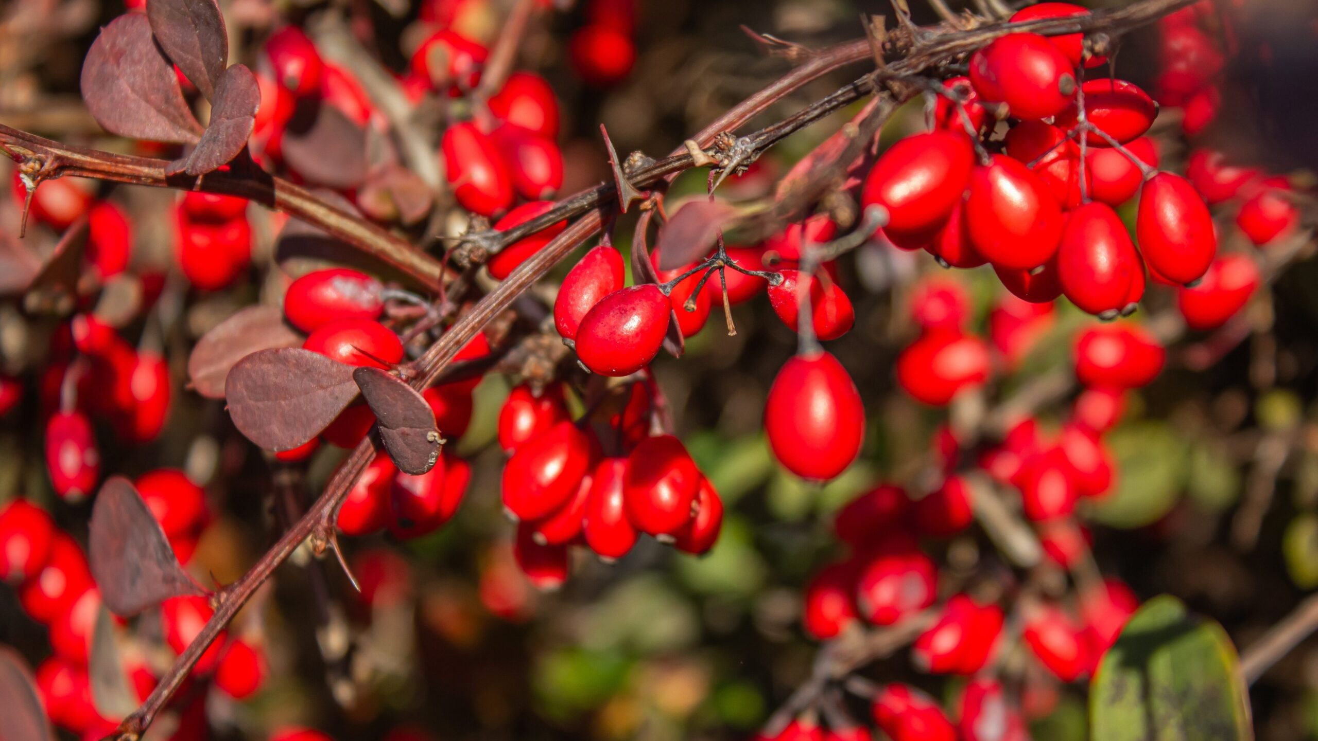 essbare Balkonpflanzen