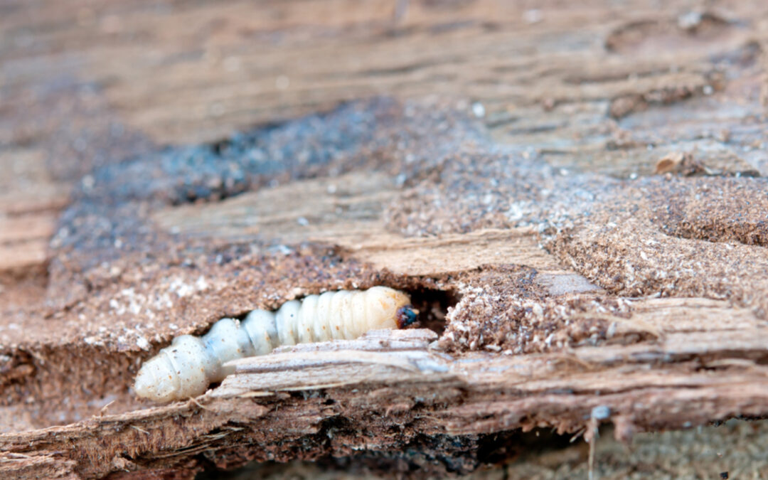 Holzwurm bekämpfen: effektive Methoden gegen den Schädlingsbefall