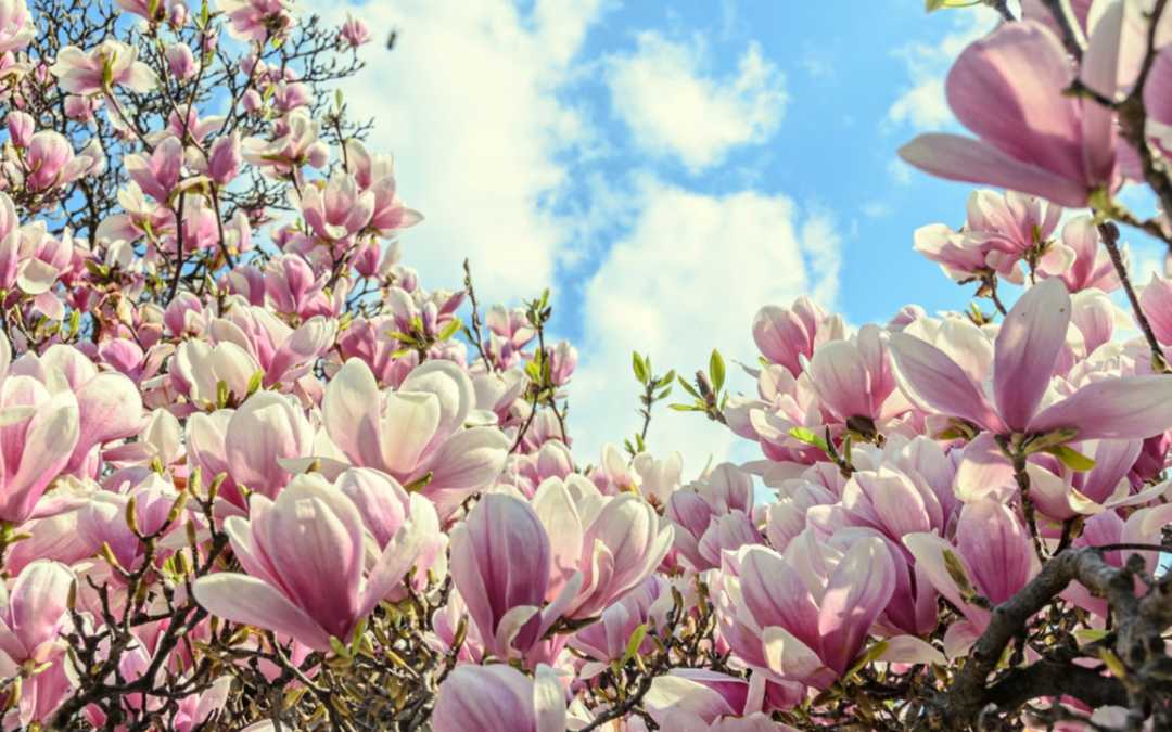 15 blühende Sträucher für ein Farbenmeer im Garten