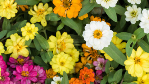 Kleine Studentenblume