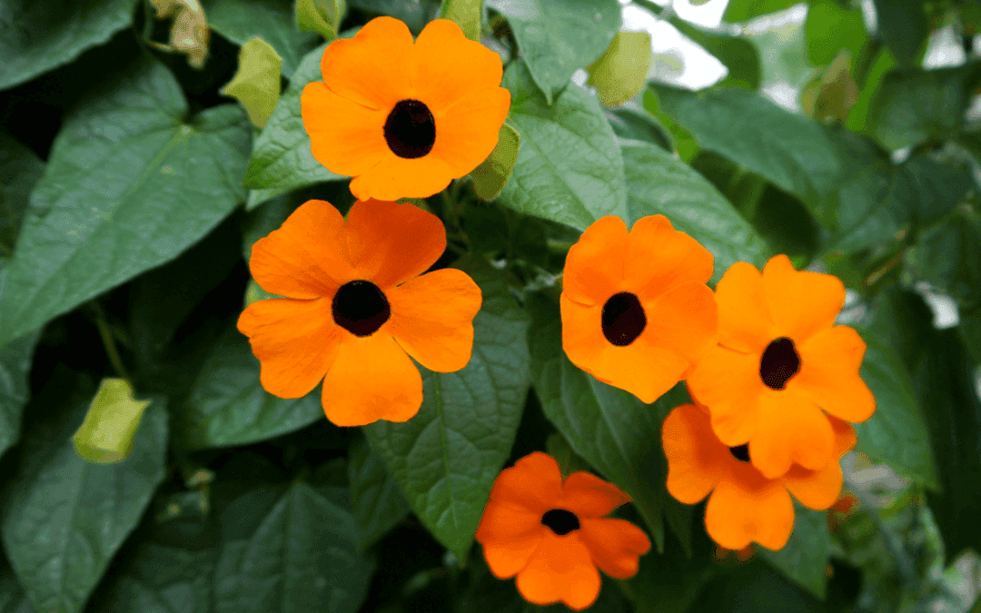 Schwarzäugige Susanne Pflege (Thunbergia alata) – So geht’s