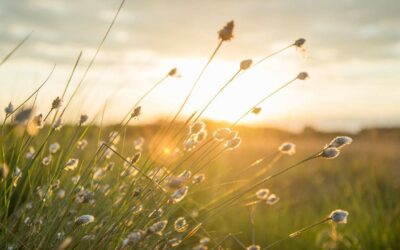 Wärmepumpe: Die Alternative zur Gasheizung?