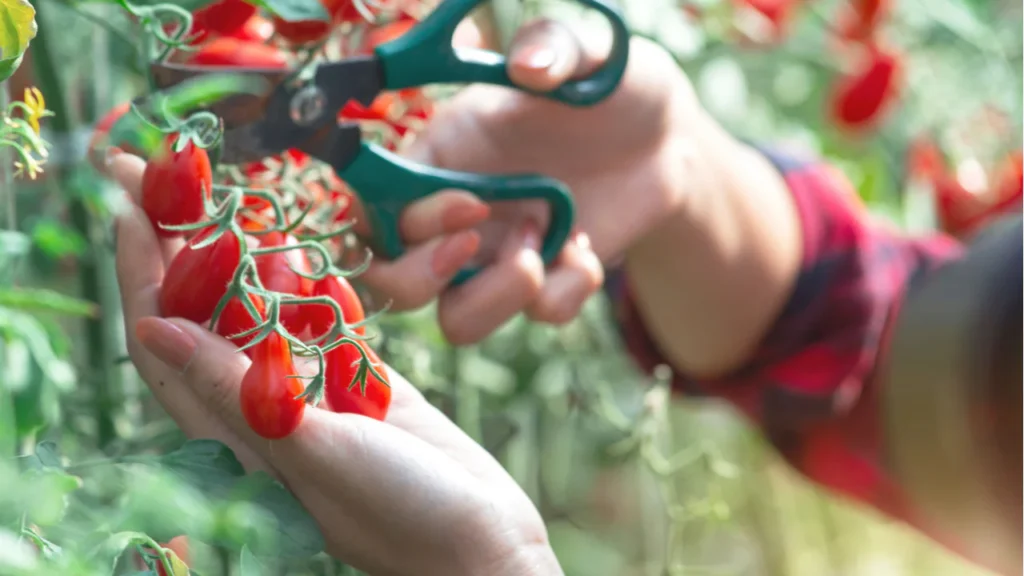 Untere Tomatenblätter schneiden