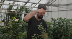 Mann bindet eine Tomatenpflanze im Gewächshaus an einer Schnur hoch