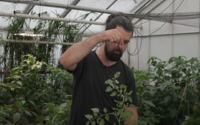 Pflanzen hochbinden: Tomaten, Gurken & Co. richtig anbinden