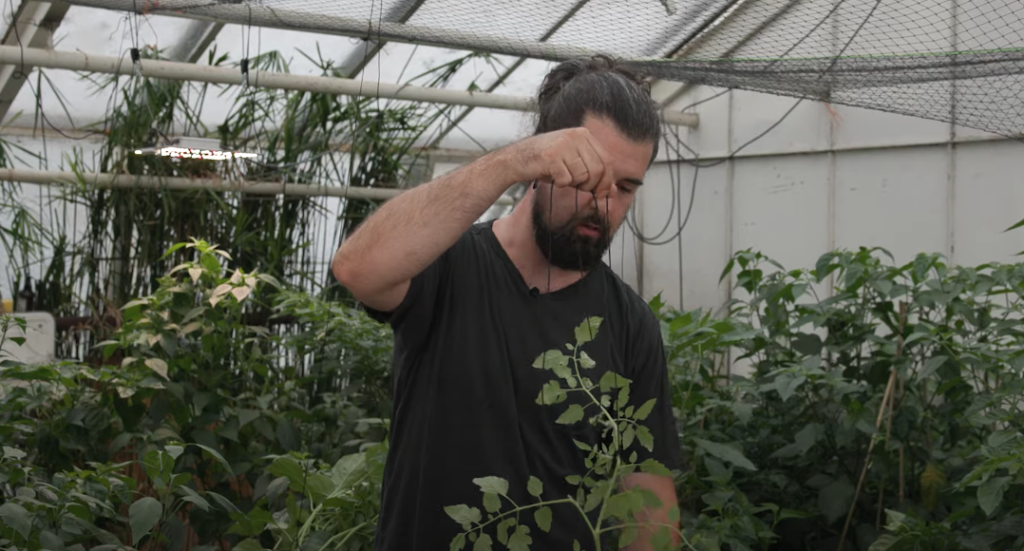 Mann bindet eine Tomatenpflanze im Gewächshaus an einer Schnur hoch