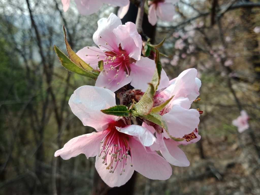 Die Blüte der Traubenkirschen entwickeln erbsengroße, schwarze Steinfrüchte.
