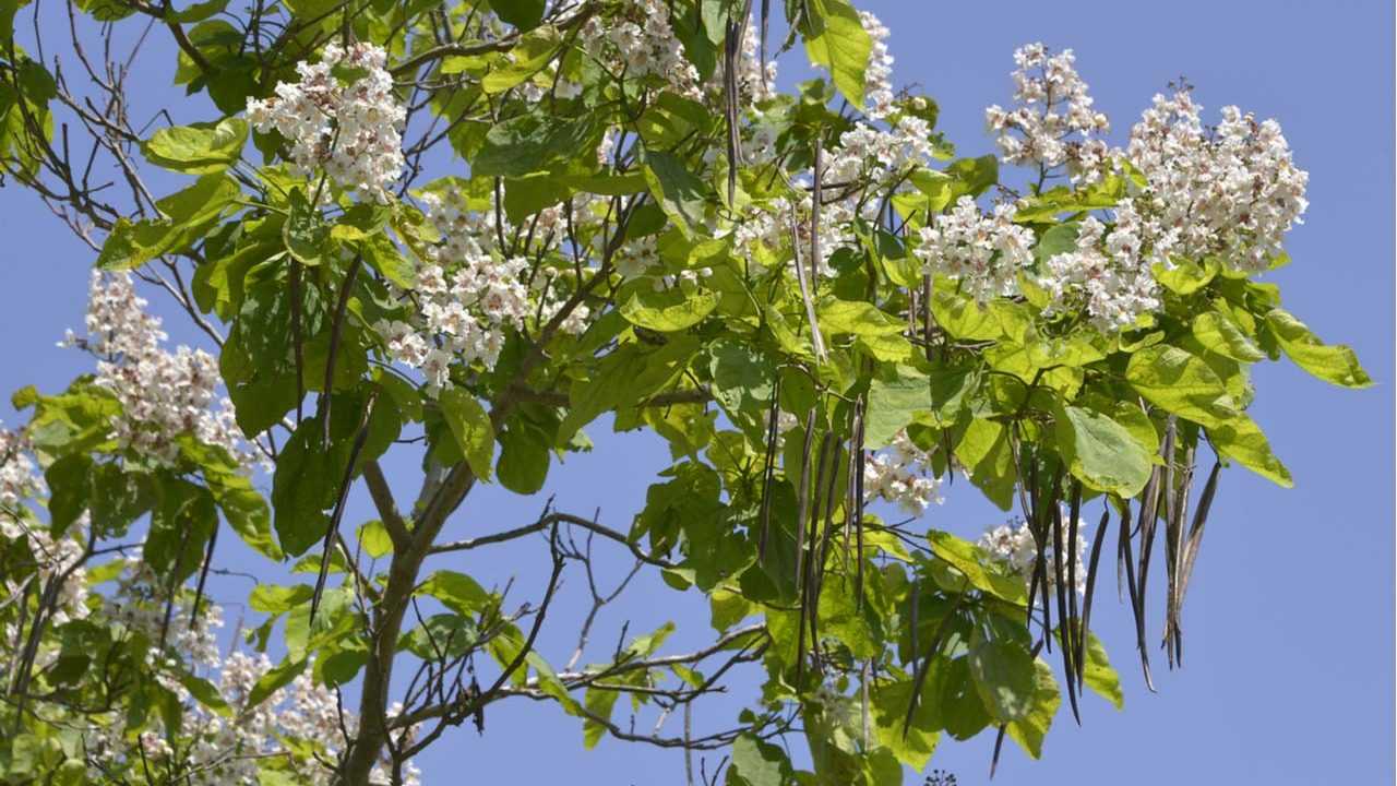 Trompetenbaum mit Blüten