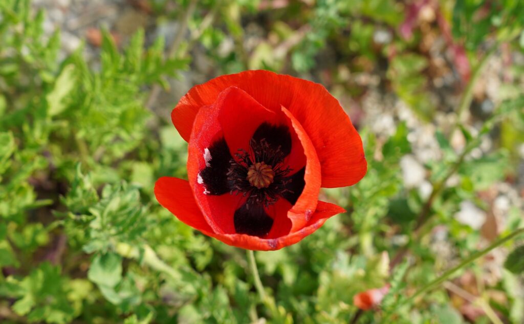 Rote Blüte eines Türkischen Mohns mit dunkler Mitte