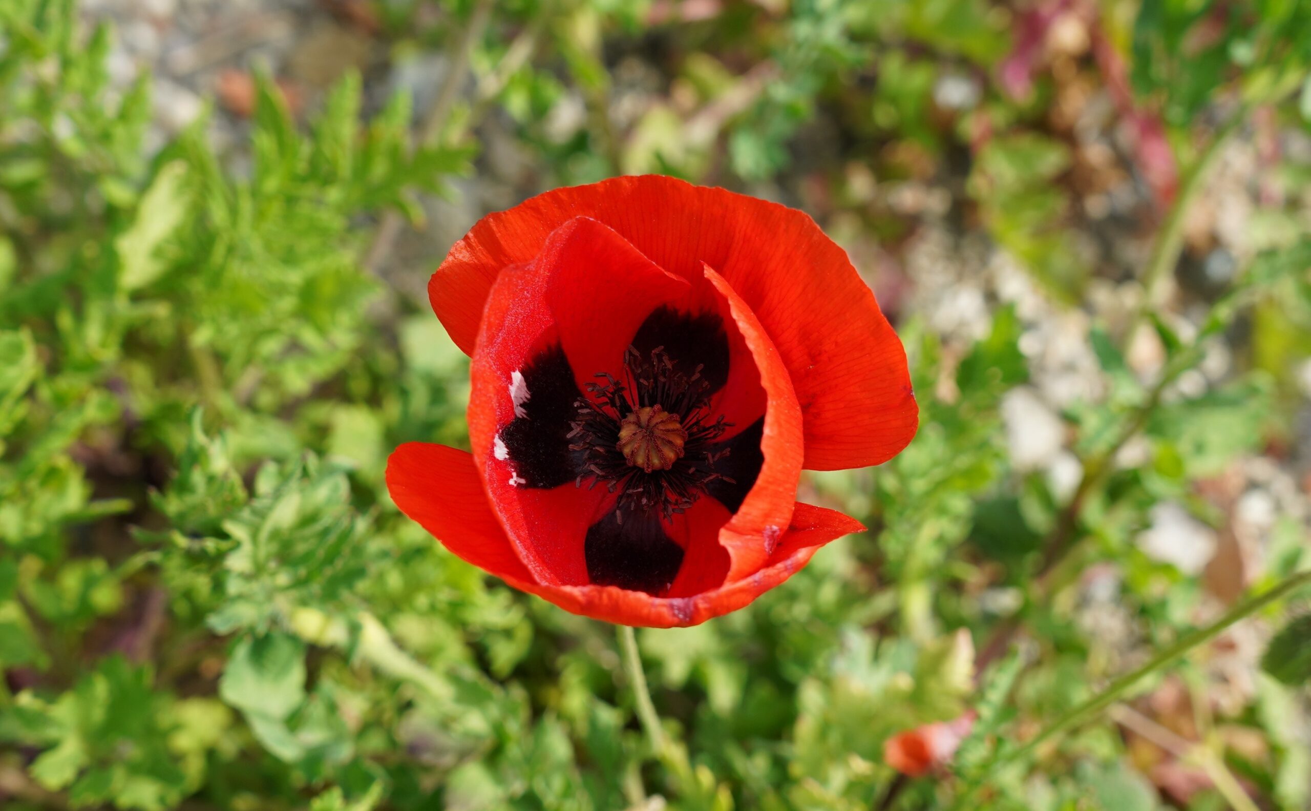 Rote Blüte eines Türkischen Mohns mit dunkler Mitte