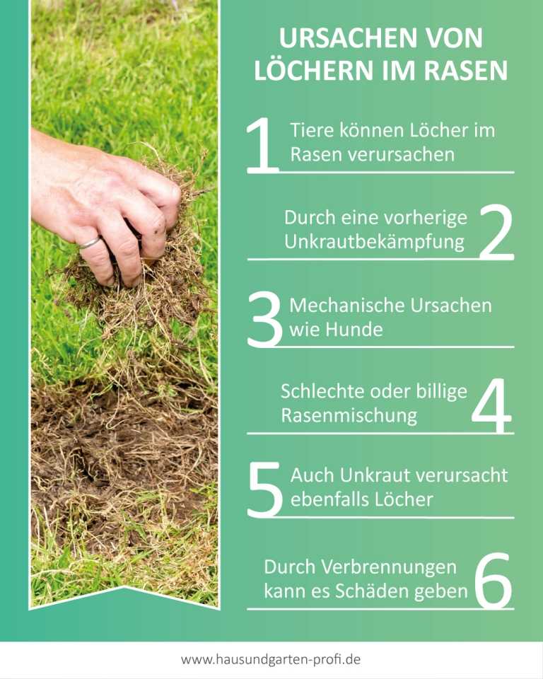 Löcher im Rasen Ursachen und wie Sie diese vermeiden können