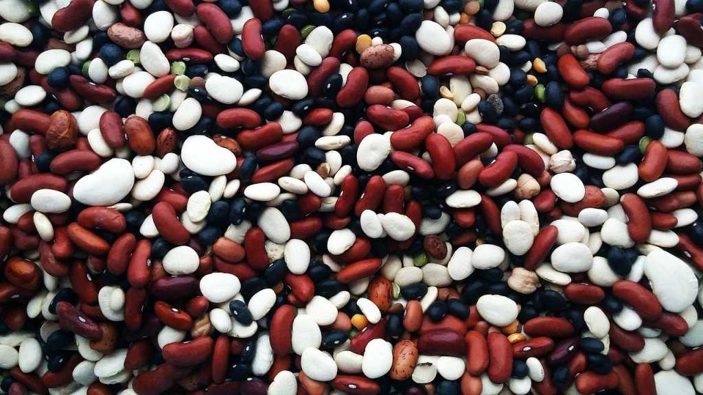 Rohe Hülsenfrüchte sind nicht nur für Hunde, sondern auch Menschen ungesund. Der Stoff Phasin vergiftet den Körper und macht sich schnell durch Bauchkrämpfe und Erbrechen erkennbar.
