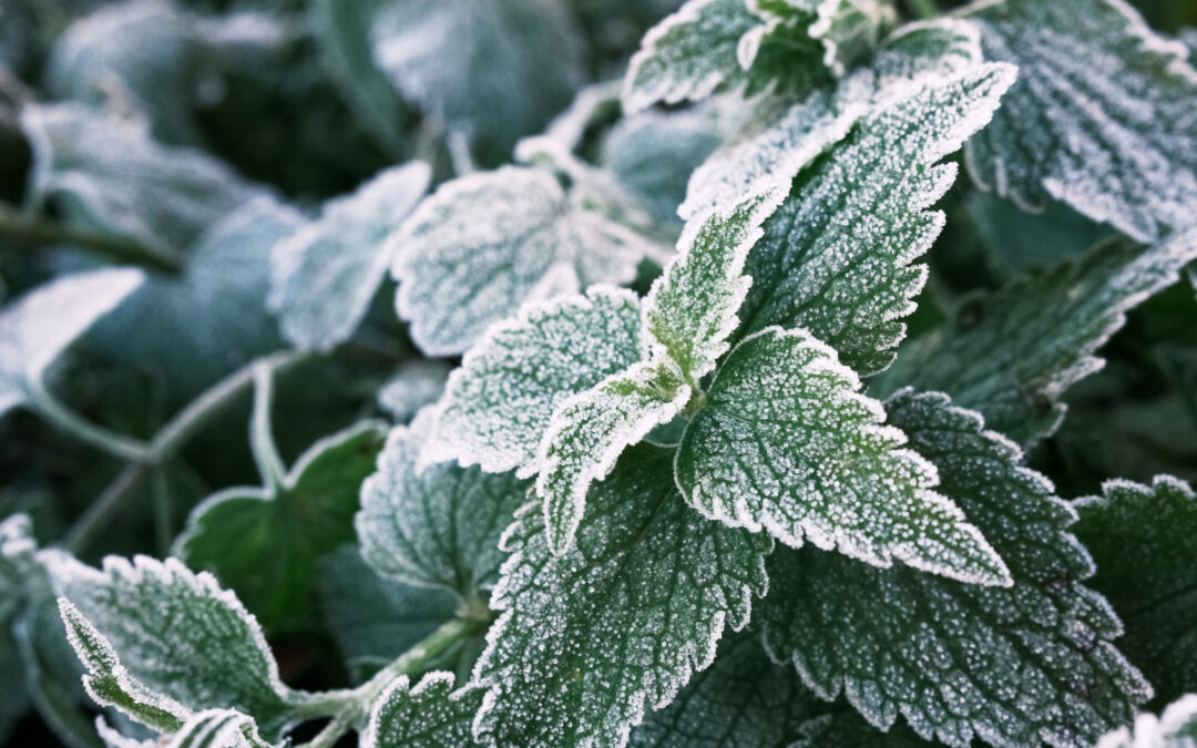 Winterharte Kräuter: Welche Frost überstehen und wie du sie richtig pflegst