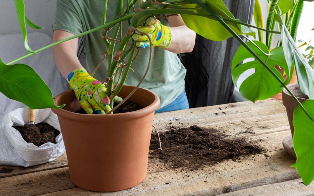 Zimmerpflanzen richtig umtopfen: Schritt-für-Schritt Anleitung