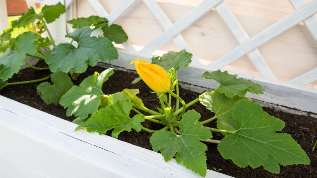 Junge Zucchinipflanze mit gelber Blüte in einem Pflanzkasten